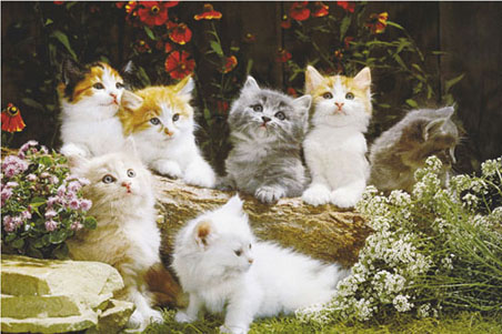 Baby Kitten Pictures on Lgwiz02715fluffy Kittens Cute Baby Cats Poster Jpg